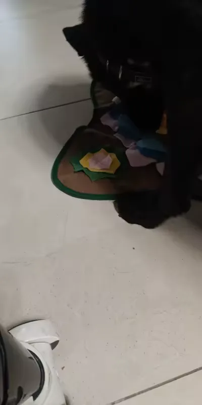 Buyer photo: a black dog nosing into the Earth brown snuffle mat with its green trim