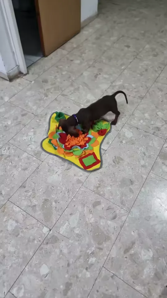 Buyer photo: a dachshund foraging nose-down on the Sunny yellow snuffle mat on a tiled floor
